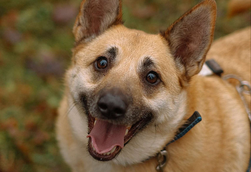 Собаки из приюта: смышлёная Катрин