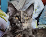 Кошки в Санкт-Петербурге: Нежная девочка - "мамина дочка" Девочка, 25 000 руб. - фото 1
