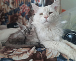 Кошки в Москве: Котёнок мейн-кун, приносит в дом счастье Девочка, 35 000 руб. - фото 4