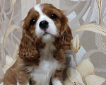 Собаки в Владимире: Щенки Кавалер Кинг Чарльз Спаниеля РКФ Мальчик, 75 000 руб. - фото 2