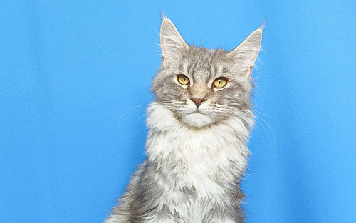 Котенок Мейн-Кун Девочка