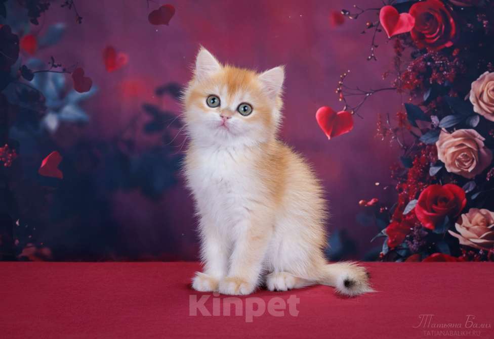 Кошки в Мытищах: Британская малышка золотая шиншилла Девочка, 39 000 руб. - фото 3