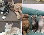 Кошки в Симферополе: Котята Мейн-кун Девочка, 20 000 руб. - фото 1