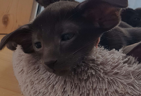 Ориентальная девочка 