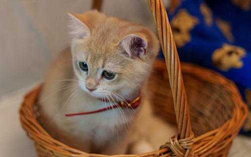 Продаются чистокровные котята британской шиншиллы