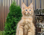 Кошки в Мытищах: Котята Мейн-кун Мальчики Мальчик, 40 000 руб. - фото 2