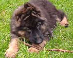 Собаки в Санкт-Петербурге: Щенок длинношерстной немецкой овчарки Мальчик, 60 000 руб. - фото 5