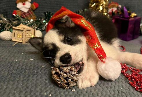 Дейв якутенок лайка