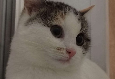 Котенок девочка в добрые руки