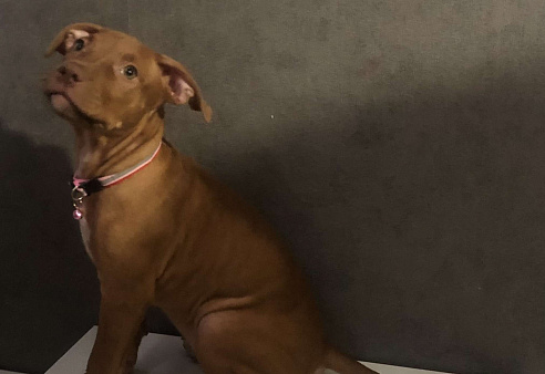 Щенок американского питбультерьера 