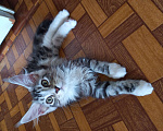 Кошки в Екатеринбурге: Шикарные котята ищут новый дом Мальчик, 5 000 руб. - фото 2