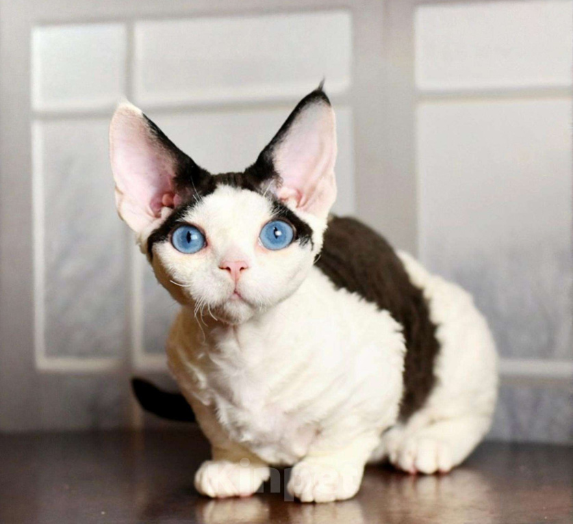 Кошки в Москве: Эксклюзивная девочка с голубыми глазами Девочка, 200 000 руб. - фото 1