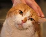 Кошки в Санкт-Петербурге: Котик ищет дом Мальчик, Бесплатно - фото 1