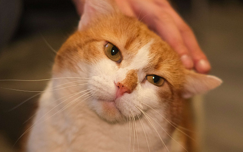 Котик ищет дом