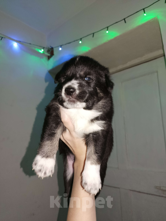 Собаки в Серпухове: Щенок в добрые руки Мальчик, Бесплатно - фото 1