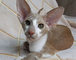Кошки в Нижнем Новгороде: Ориентальный котик Мальчик, Бесплатно - фото 3