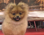 Собаки в Санкт-Петербурге: Померанский шпиц девочка Девочка, 60 000 руб. - фото 2