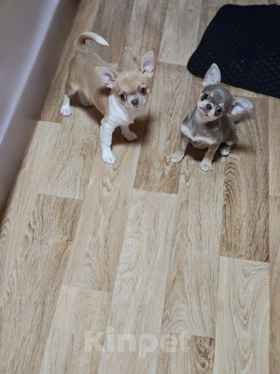 Собаки в Москве: Мини мальчик с лиловым носиком Мальчик, 40 000 руб. - фото 10