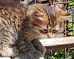 Кошки в Михайловске: 2 котёнка - котик Макс ♥️ и кошечка Веста 🩷 - ищут дом и любимых хозяев Мальчик, Бесплатно - фото 3