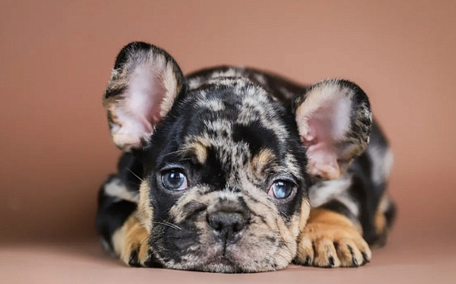 Девочка чёрный мерле тан