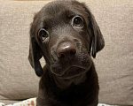 Собаки в других городах Московской области: Продаётся щенок лабрадора Мальчик, 40 000 руб. - фото 4