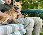 Собаки в Щелково: Малыш Митч ищет дом Мальчик, Бесплатно - фото 3