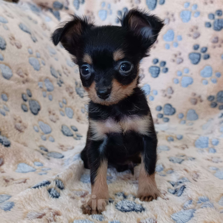 Собаки в Москве: Парис Мальчик, 55 000 руб. - фото 2