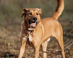 Собаки в Балашихе: Яркий рыжий пёс Абрикос 3,5 года из приюта Мальчик, Бесплатно - фото 6