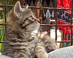 Кошки в Михайловске: 2 котёнка - котик Макс ♥️ и кошечка Веста 🩷 - ищут дом и любимых хозяев Девочка, Бесплатно - фото 4