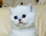 Кошки в Москве: Котик с синими глазами Мальчик, 15 000 руб. - фото 3