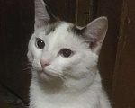 Кошки в Кемерово: Ласковый и нежный котик Мальчик, 10 руб. - фото 1