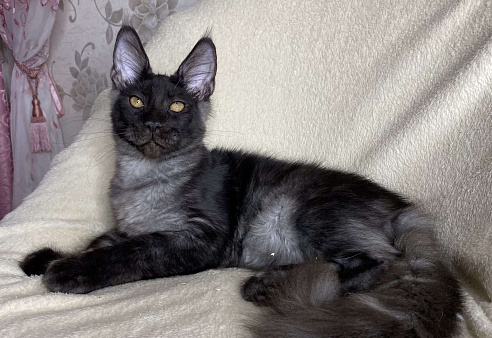 Черный дымчатый мальчик мейн кун Richard