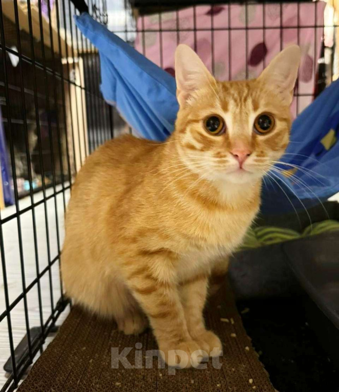 Кошки в Москве: Шикарный юный котик Янтарь в добрые руки Мальчик, Бесплатно - фото 1