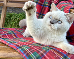 Кошки в Москве: Британский котёнок колор поинт, 5,5 месяцев  Девочка, 70 000 руб. - фото 3