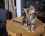 Кошки в Ростове-на-Дону: Бенгальские котята Девочка, 17 000 руб. - фото 2