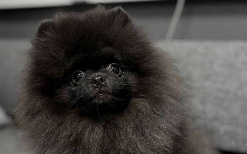 Щенки померанский шпиц, кобель, черный