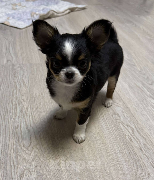 Собаки в других городах Московской области: Девочка чихуахуа Герда Девочка, 50 000 руб. - фото 4