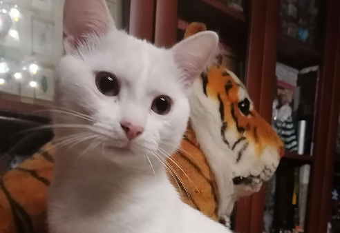 Котенок в добрые руки