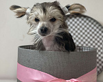 Собаки в Одинцово: Щенок китайской хохлатой собаки Девочка, 40 000 руб. - фото 8