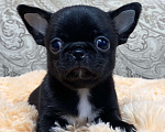 Собаки в Москве: Щенки чихуахуа  Девочка, Бесплатно - фото 1