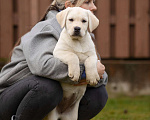 Собаки в Санкт-Петербурге: Породные Щенки  Лабрадора  Мальчик, Бесплатно - фото 2