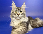 Кошки в Москве: Котенок Мейн Кун Девочка, Бесплатно - фото 5