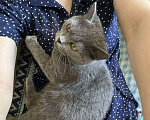 Кошки в Москве: Срочно в добрые руки британская кошечка-подросток Девочка, Бесплатно - фото 3