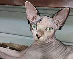Кошки в Москве: Котята канадского сфинкса  Девочка, Бесплатно - фото 4
