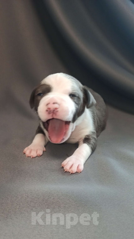 Собаки в Санкт-Петербурге: Доступен к бронированию Мальчик, Бесплатно - фото 6