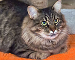 Кошки в Москве: Ласковая кошечка Анфиса ищет семью Девочка, Бесплатно - фото 2