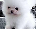 Собаки в Павловске: Белый мальчик померанского шпица в качестве любимца Мальчик, 100 000 руб. - фото 1