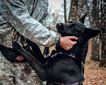Собаки в Москве: Герда Девочка, Бесплатно - фото 5