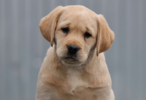 Палевая девочка лабрадора высокого качества из питомника РКФ/FCI