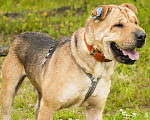 Собаки в Ногинске: Шарпей - метис в приюте, в добрые руки Мальчик, Бесплатно - фото 2